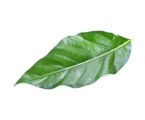 Obraz premium Morinda citrifolia leaf, isolated on white