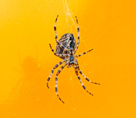 A large spider among the cobwebs on a bright yellow background with reflection. Araneus diadematus. Close-up, macro photography