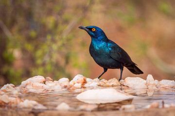 Cape Glossy Starling in waterpond in Kruger National park, South Africa ; Specie Lamprotornis...