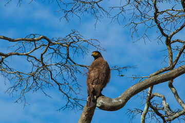 crested serpent eagle sitting on a dry branch