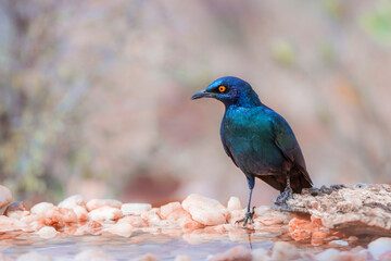 Obraz premium Cape Glossy Starling standing at waterhole in Kruger National park, South Africa ; Specie Lamprotornis nitens family of Sturnidae