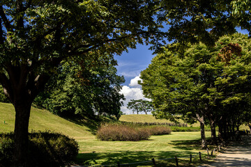Obraz premium The beautiful and curious landscape of forest and clouds background blue sky at the park.