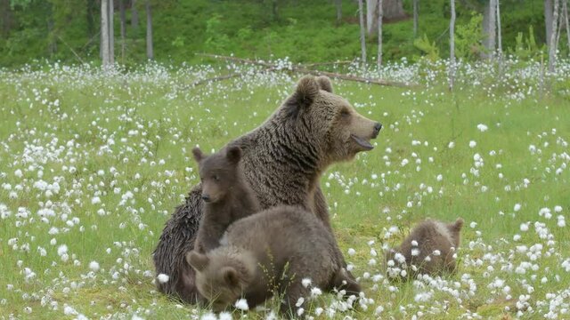 Brown bear mother with three cubs in the middle of the cotton grass on a Finnish bog on a rainy day. Two cubs are playing constantly.