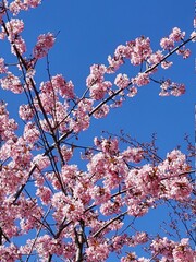 春の桜の枝