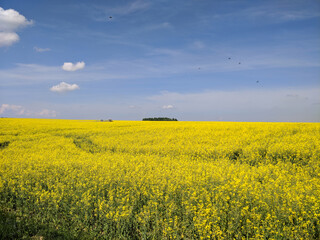 field of yellow rapeseed