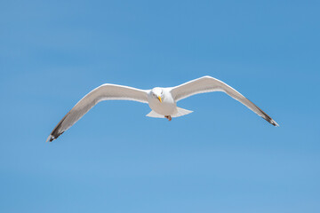 Möwe am blauen Himmel im Flug
