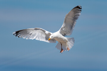 Möwe am blauen Himmel im Flug