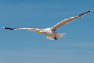 Möwe am blauen Himmel im Flug