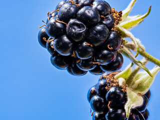 Makro-Stack von Brombeeren (Rubus) an einem Strauch im Garten vor blauem Himmel