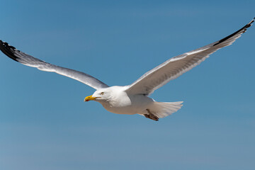 Naklejka premium Möwe am blauen Himmel im Flug