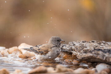 Southern Grey-headed Sparrow bathing at waterhole in Kruger National park, South Africa ; Specie...