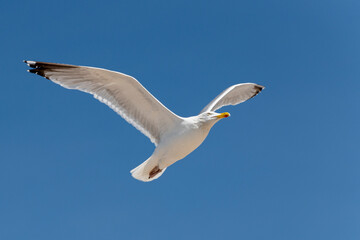 Möwe am blauen Himmel im Flug