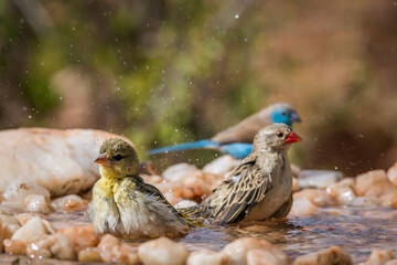 Blue breasted Cordonbleu,Village weaver and Red-billed Quelea bathing in waterhole in Kruger national park, South Africa