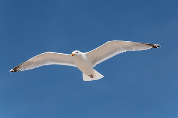 Möwe am blauen Himmel im Flug