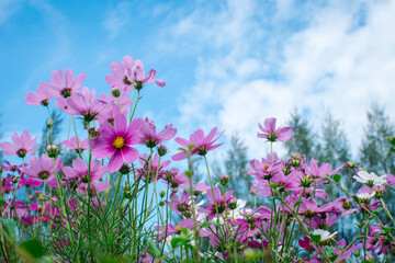 A garden of colorful cosmos flowers blooming in spring.
