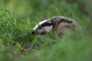badger in the grass