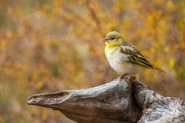 Village weaver standing on log with fall colors background in Kruger National park, South Africa ;...