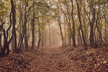 Fototapeta premium Forest detail with misty path