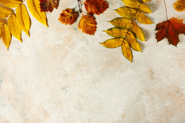Colorful different leaves