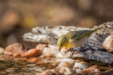 Village weaver drinking in waterhole in Kruger National park, South Africa ; Specie Ploceus cucullatus family of Ploceidae
