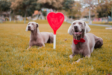 Two weimaraner dogs sitting on the autumn grass, with a heart between them.