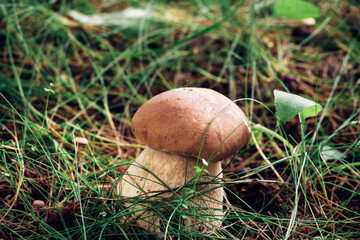 Lonely Boletus edulis in beautiful wet grass in the sunshine. A healthy leg and a healthy brown hat predetermine a delicious dinner. Cep, penny bun, porcino same fungus