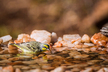 Yellow fronted Canary bathing at waterhole in Kruger National park, South Africa ; Specie Crithagra...