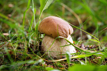 Edible mushroom Boletus edulis with a beautiful brown hat is a typical Czech mushroom. Dictyopus edulis hidden in grass covered with dew. Porcino is a delicious fungus