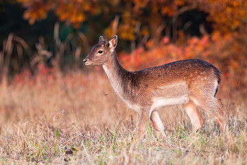 Young fallow deer, dama dama, standing on field in autumn sunset. Juvenile spotted animal looking on meadow in fall nature. Little hind watching on glade from side.