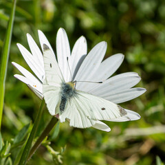 white butterfly on daisy