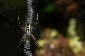 Argiope aurantia; a black and yellow garden spider weaving it's zig-zag web on a hydrangea bush in late summer.