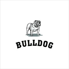 English bulldog in a standing position