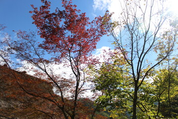 Beautiful Autumn landscape at Shirakawago Village, Japan, Asia