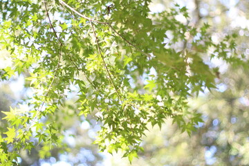 Beautiful and cute green maple leaves, soft focus