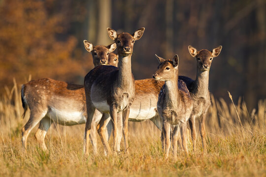 Herd of young fallow deer, dama dama, standing on meadow in autumn. Bunch of does looking on field in fall at sunset. Group of female mammals watching on dry pasture.