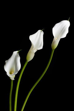 Three white Calla lilies on black background