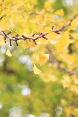 Yellow and green ginkgo biloba wallpaper background, soft focus, focus on the foreground