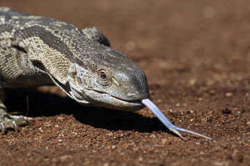 The Nile monitor (Varanus niloticus) monitor portrait with extended tongue. The forked tongue of a...
