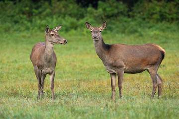 Two red deer, cervus elaphus, standing on meadow in summertime nature. Wild mammals looking on grass in fall. Brown hinds observing on field in autumn.
