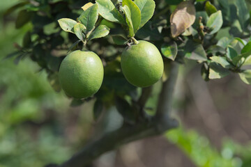 Selective focus shot of lemon fruit hanging on a tree with green leaves background.