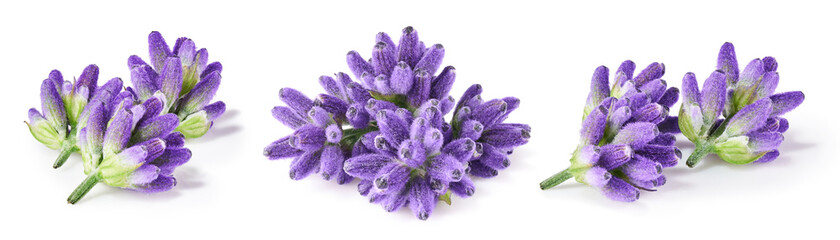 Lavender flowers isolated on white background. Collection 