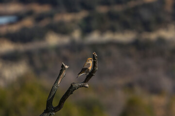 Fototapeta na wymiar Red Crossbill in Ordesa and Monte Perdido National Park, Pyrenees, Spain