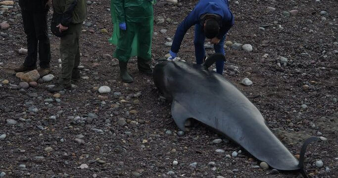 A dead cetacean on the beach, a veterinarian took a blood sample to find out why, several cetaceans were stranded on the coast