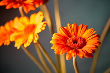 Bouquet of orange gerberas in a vase