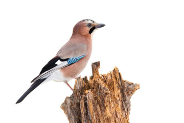 Eurasian jay, garrulus glandarius, sitting on wood isolated on white background. Small bird resting on tree cut out on blank. Colorful feathered animal looking around from branch with copy space.