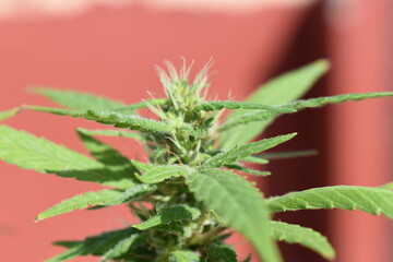 close up of cannabis plant flowering