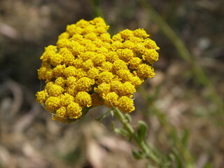 Sweet Yarrow (Achillea ageratum)