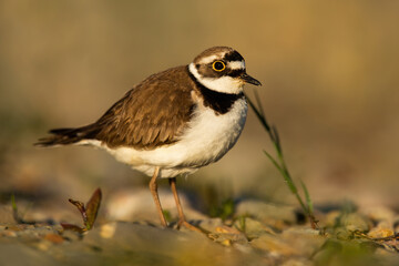 Little ringed plover, charadrius dubius, standing on riverbank in autumn. Small brown bird looking on riverside in fall at sunset. Wild feathered animal with big eyes observing on rocks.