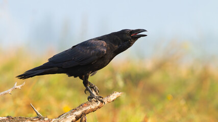 Common raven, corvus corax, calling on bough in autumn nature. Dark wild bird screeching on branch. Feathered black animal with open beak on twig in fall.