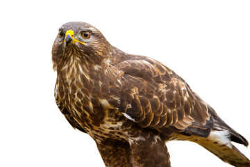 Majestic common buzzard, buteo buteo, sitting in nature cut out on blank. Magnificent bird of prey looking in environment isolated on white background. Wild feathered animal watching with copy space.